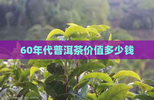 60年代普洱茶价值多少钱