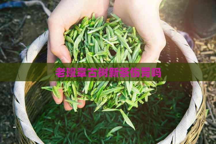 老班章古树新茶伤胃吗