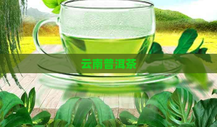 云南普洱茶