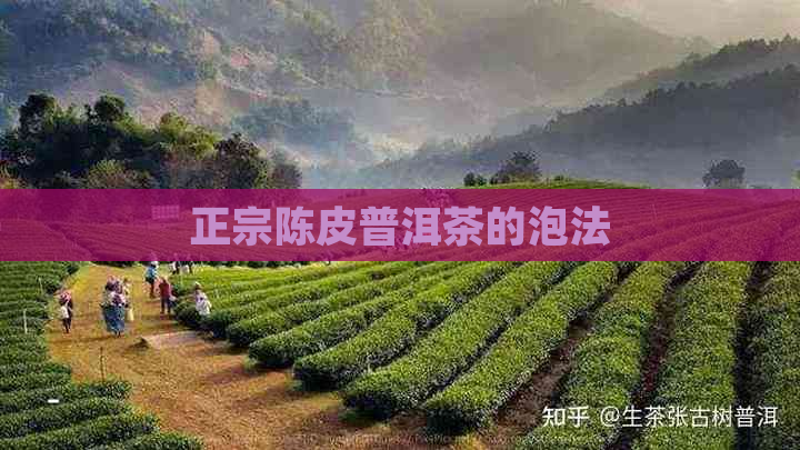 正宗陈皮普洱茶的泡法