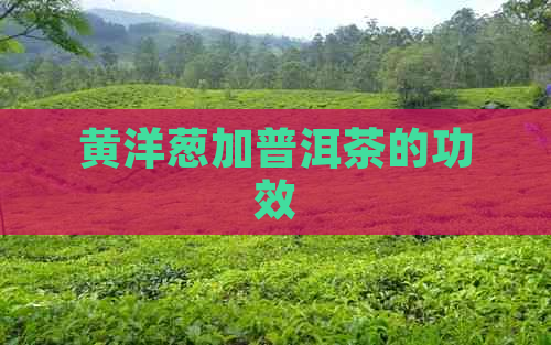 黄洋葱加普洱茶的功效