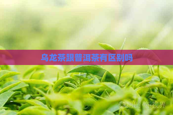 乌龙茶跟普洱茶有区别吗