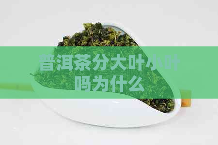 普洱茶分大叶小叶吗为什么