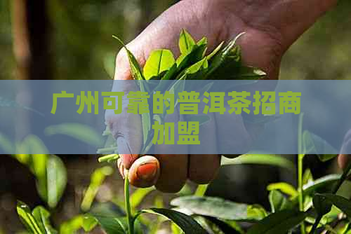 广州可靠的普洱茶招商加盟