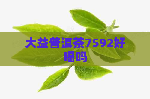 大益普洱茶7592好喝吗