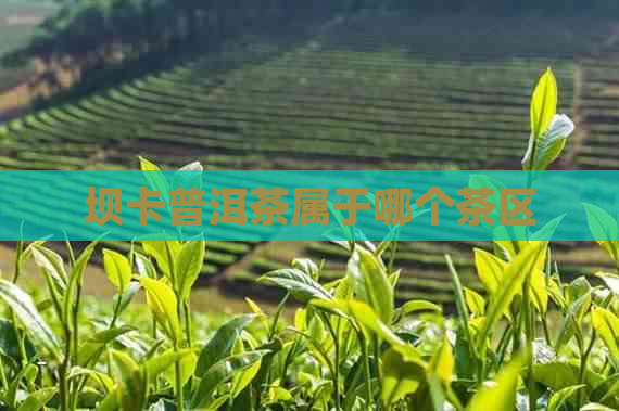 坝卡普洱茶属于哪个茶区