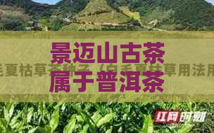 景迈山古茶属于普洱茶吗