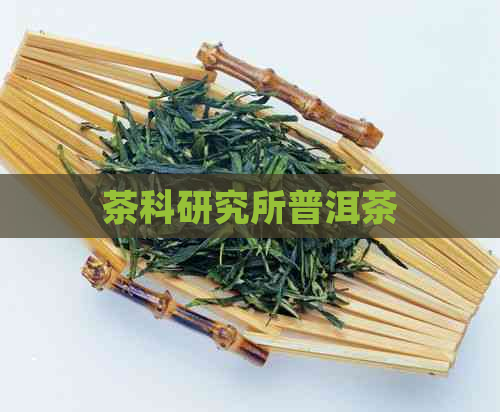 茶科研究所普洱茶