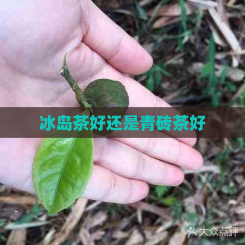 冰岛茶好还是青砖茶好