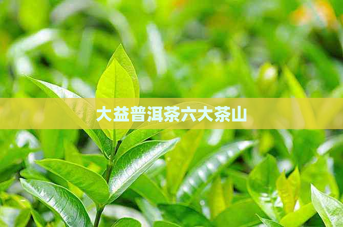 大益普洱茶六大茶山