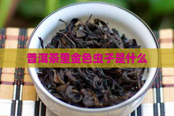 普洱茶里金色虫子是什么