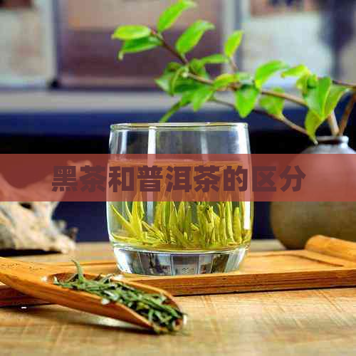 黑茶和普洱茶的区分