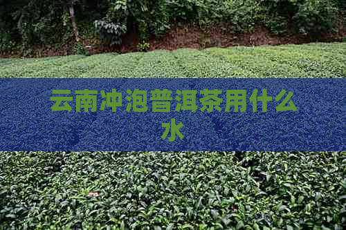 云南冲泡普洱茶用什么水