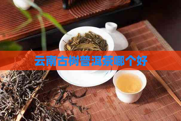 云南古树普洱茶哪个好