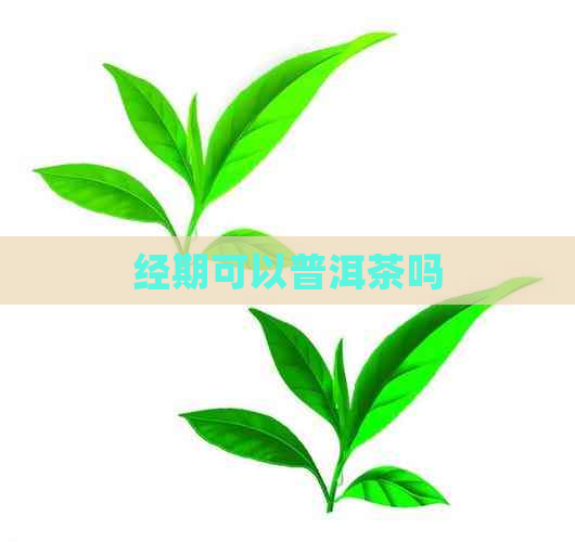 经期可以普洱茶吗