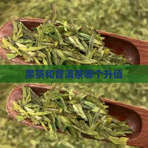 黑茶和普洱茶哪个升值