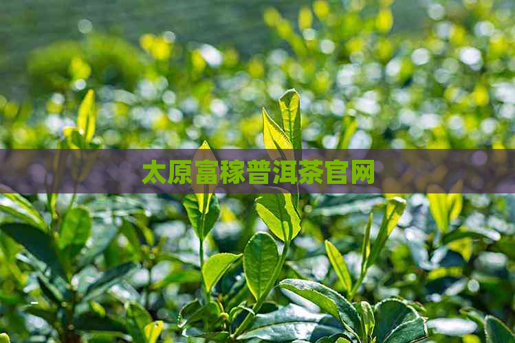 太原富稼普洱茶官网