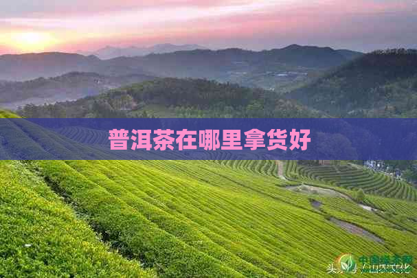 普洱茶在哪里拿货好