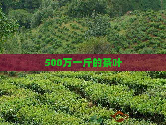 500万一斤的茶叶