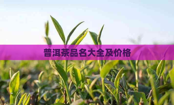 普洱茶品名大全及价格