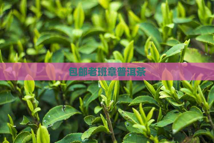 包邮老班章普洱茶