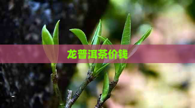 龙普洱茶价钱