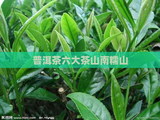 普洱茶六大茶山南糯山