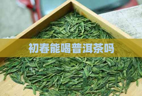 初春能喝普洱茶吗