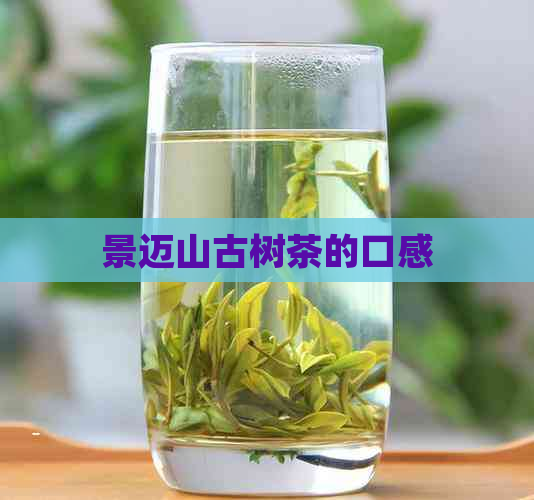 景迈山古树茶的口感