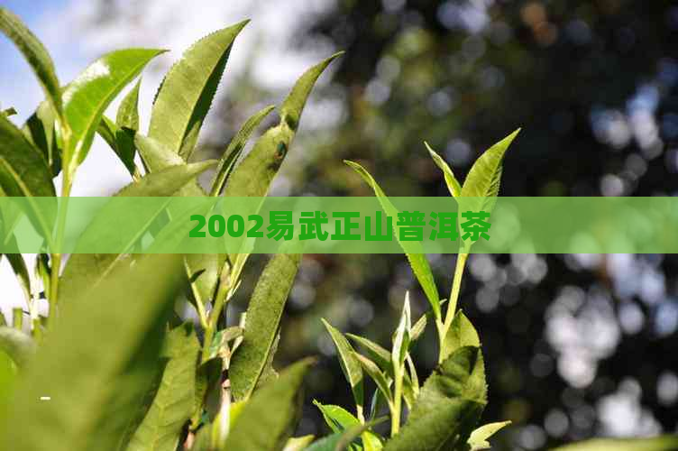 2002易武正山普洱茶