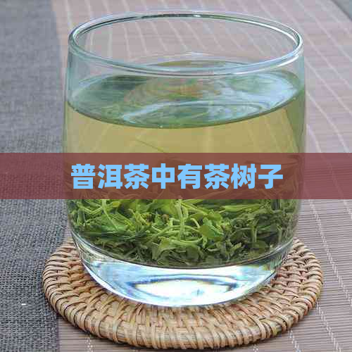 普洱茶中有茶树子