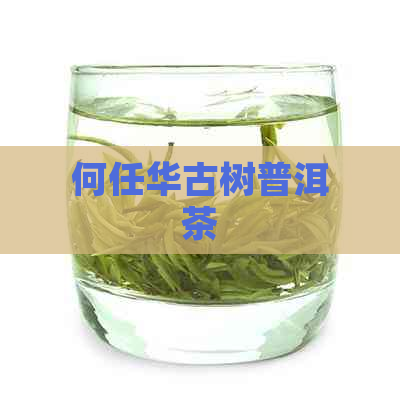 何任华古树普洱茶