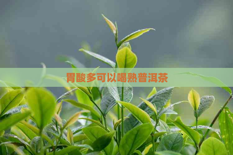 胃酸多可以喝熟普洱茶