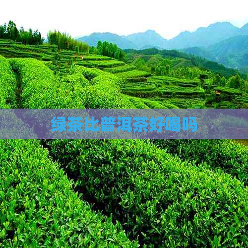 绿茶比普洱茶好喝吗