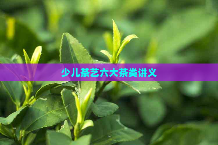 少儿茶艺六大茶类讲义