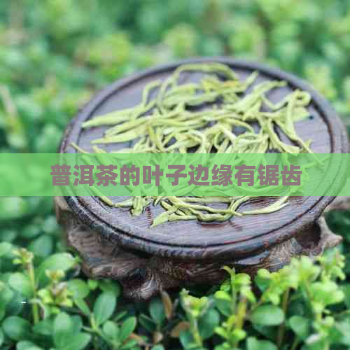 普洱茶的叶子边缘有锯齿