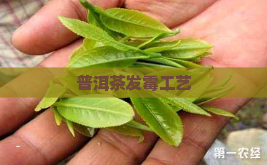 普洱茶发霉工艺