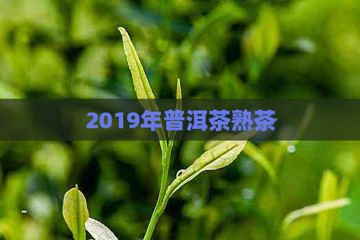 2019年普洱茶熟茶