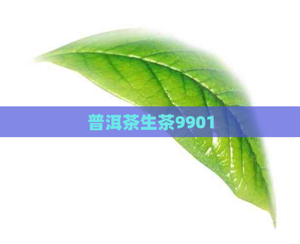 普洱茶生茶9901