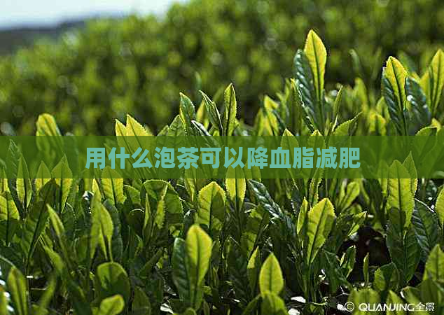 用什么泡茶可以降血脂减肥