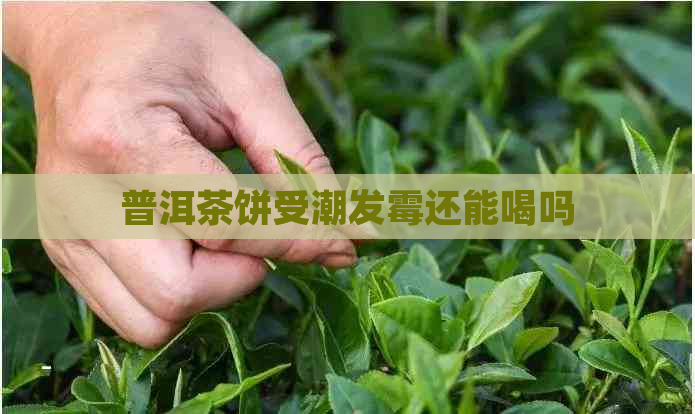 普洱茶饼受潮发霉还能喝吗