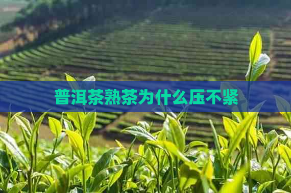 普洱茶熟茶为什么压不紧