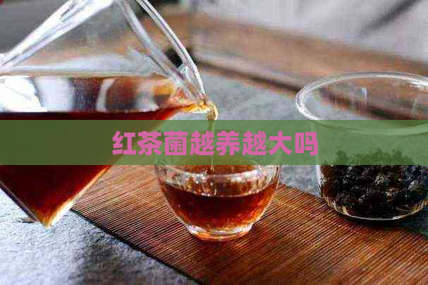 红茶菌越养越大吗