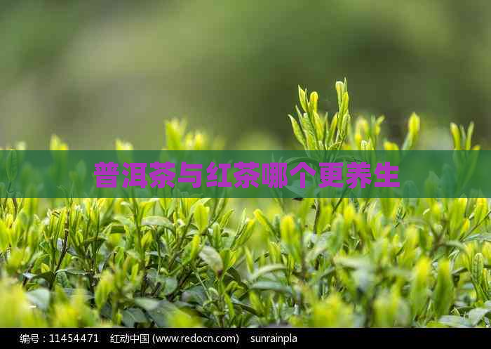 普洱茶与红茶哪个更养生