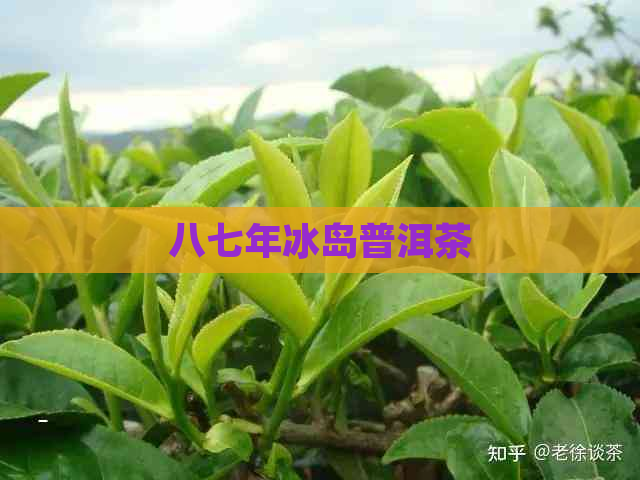 八七年冰岛普洱茶