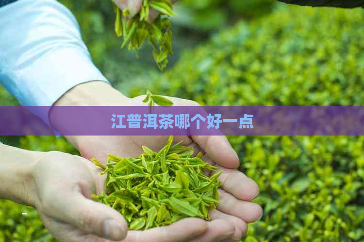 江普洱茶哪个好一点