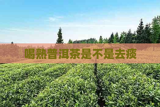 喝熟普洱茶是不是去痰