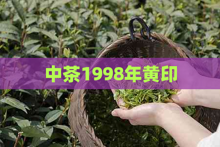 中茶1998年黄印