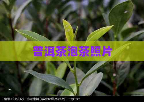 普洱茶泡茶照片