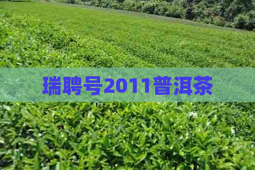 瑞聘号2011普洱茶